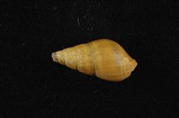 藏品(川蜷)的圖片